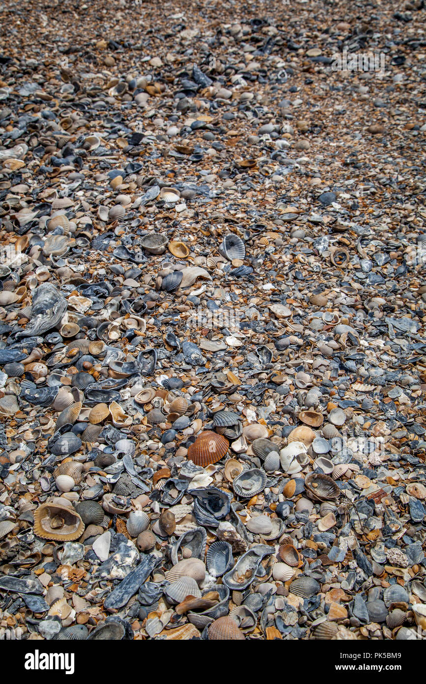 Close up de coquillages échoués sur une plage. Banque D'Images