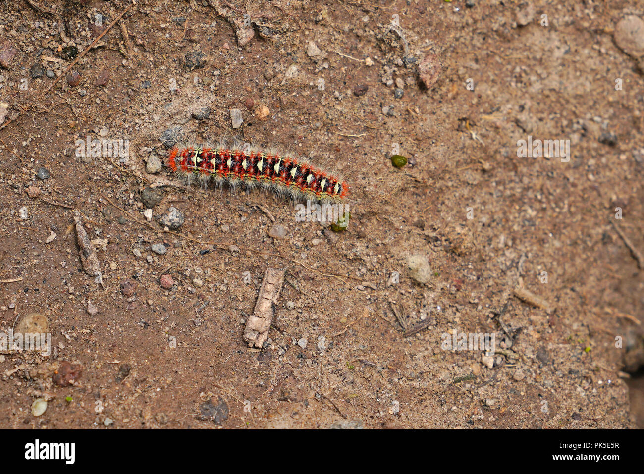 La chenille de papillon à queue jaune euproctis similis Banque D'Images