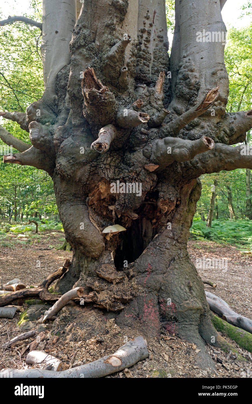 La forêt d'Epping au printemps Banque D'Images