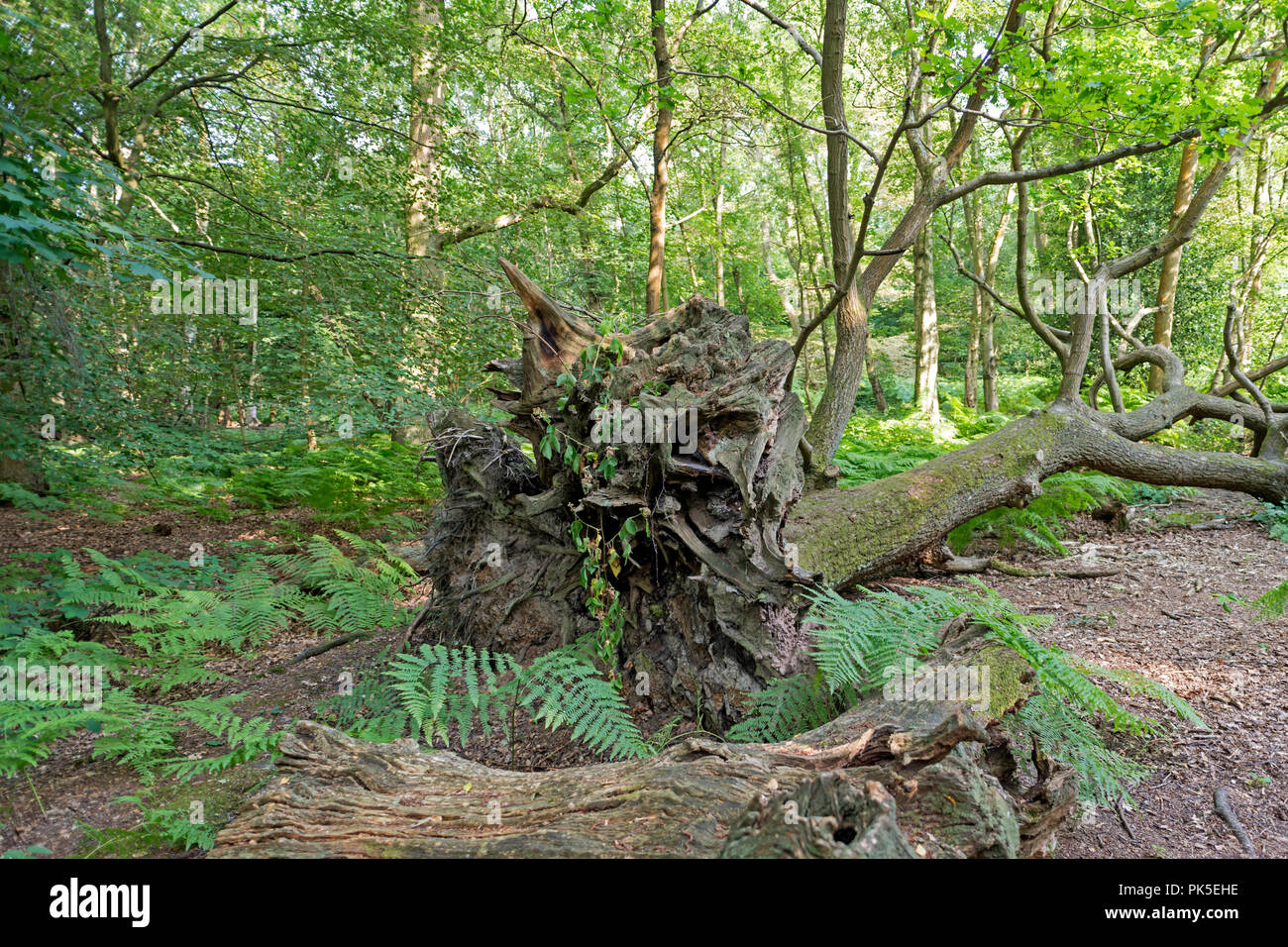 La forêt d'Epping au printemps Banque D'Images