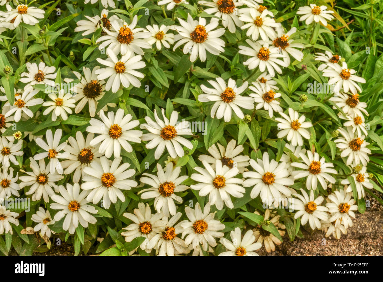 Zinnia angustifolia 'Crystal White', Zinnias Banque D'Images
