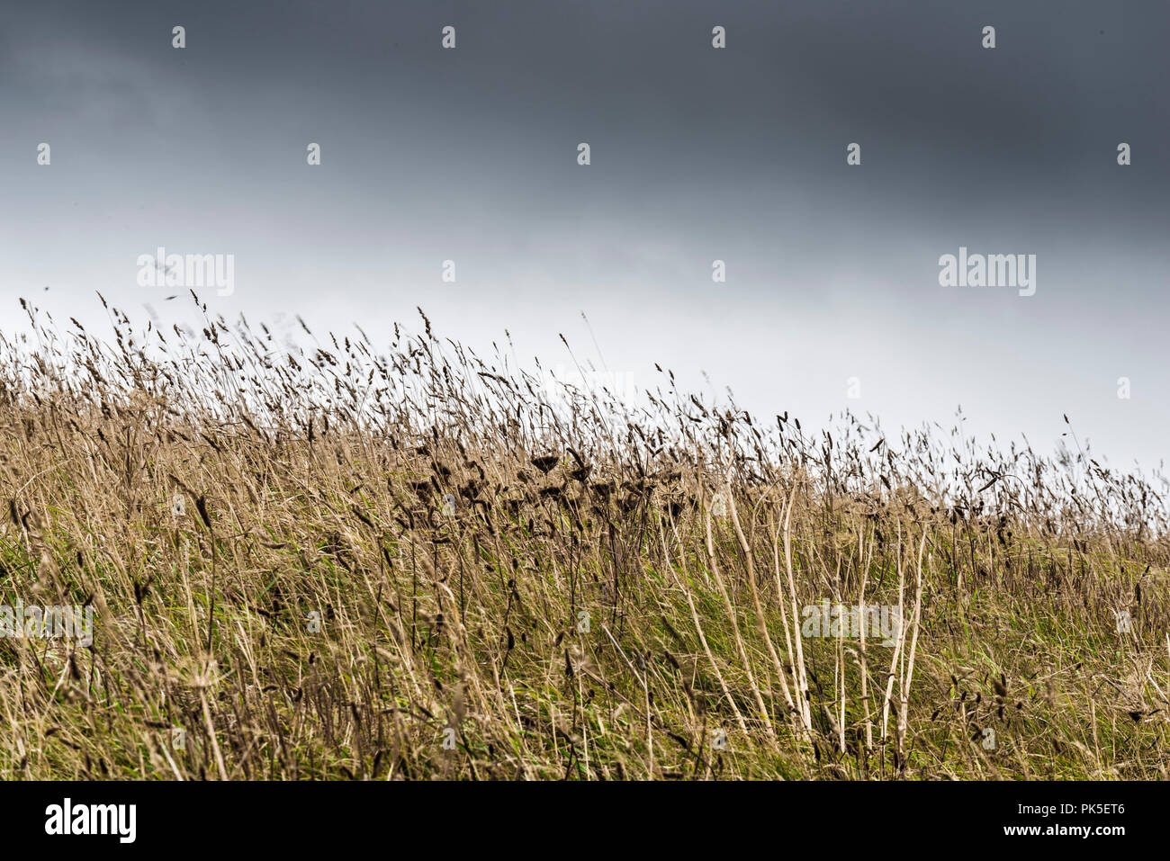 Diverses espèces d'herbes. Banque D'Images