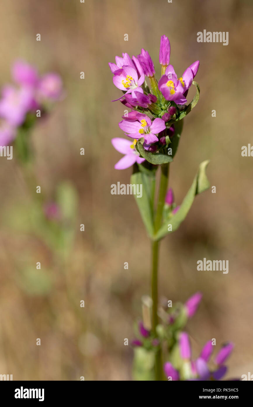 La centaurée (Centaurium erythraea) Banque D'Images