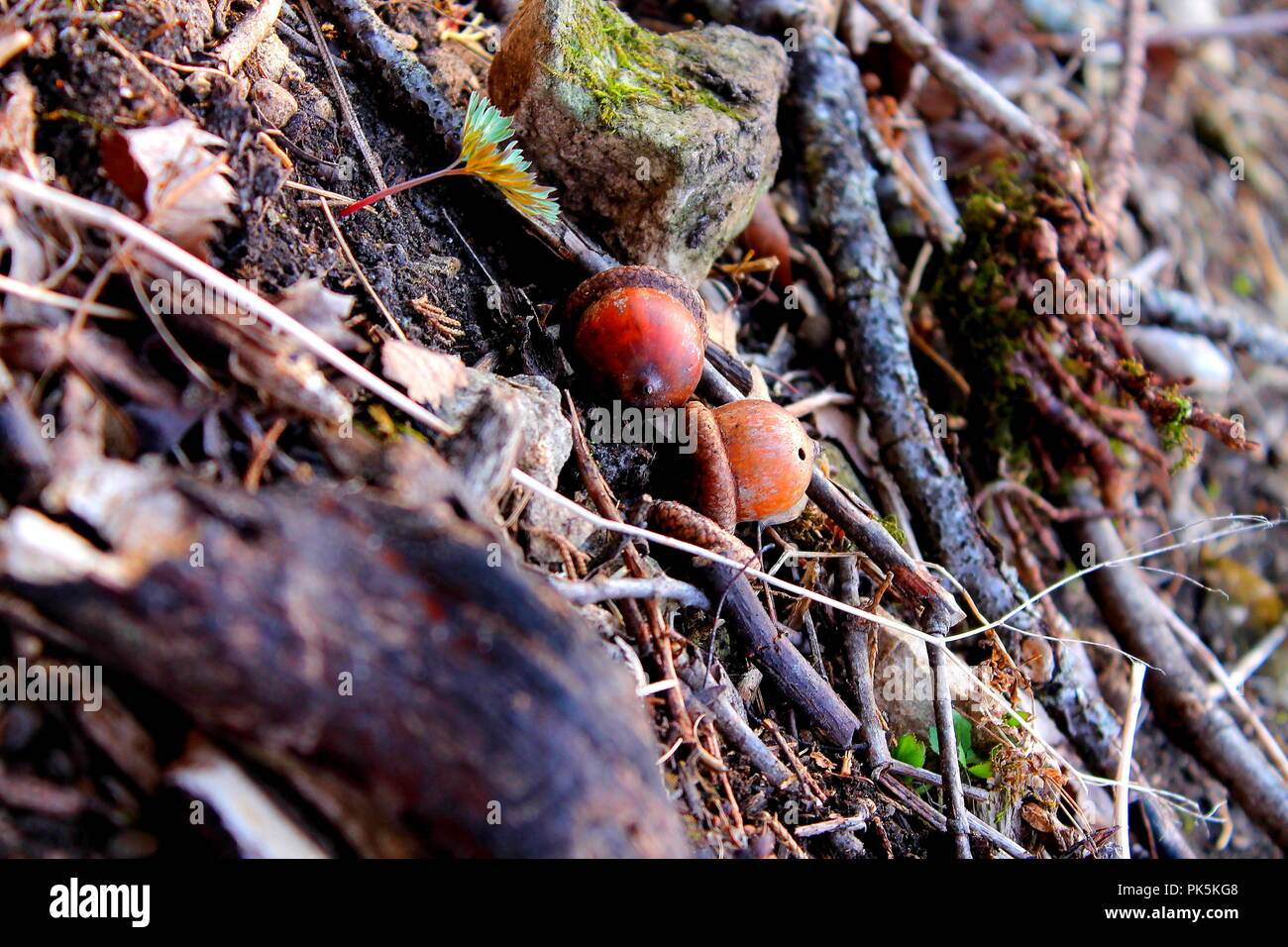 Une paire de glands qui a atterri à côté de l'autre sur le sol de la forêt Banque D'Images