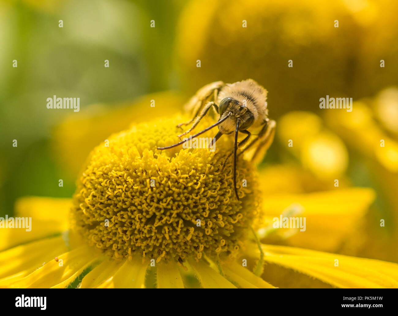 Le longicorne homme Melissodes (BEE) collecte de nectar et féconder une fleur Helenium jaune Banque D'Images