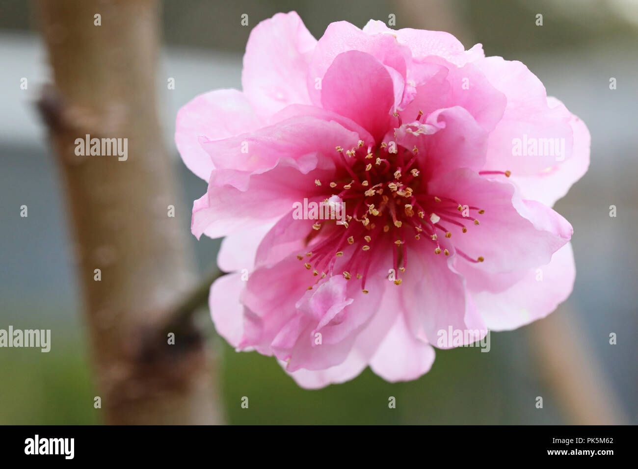 Macro close up d'une nouvelle saison printemps fleur de la pêche. belle rose pétale douce délicate et fleur. changement de saison, la fertilité seasons concept avec f Banque D'Images