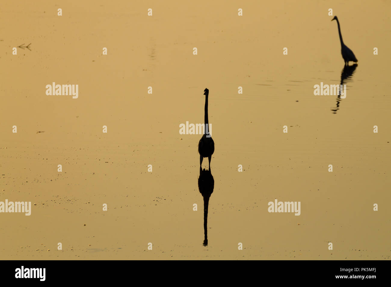 Reflète sur l'eau des oiseaux, du Pantanal au Brésil. La faune du Brésil. Silhouette d'oiseaux. Banque D'Images
