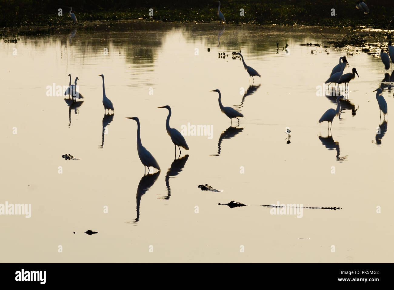 Reflète sur l'eau des oiseaux, du Pantanal au Brésil. La faune du Brésil. Silhouette d'oiseaux. Banque D'Images