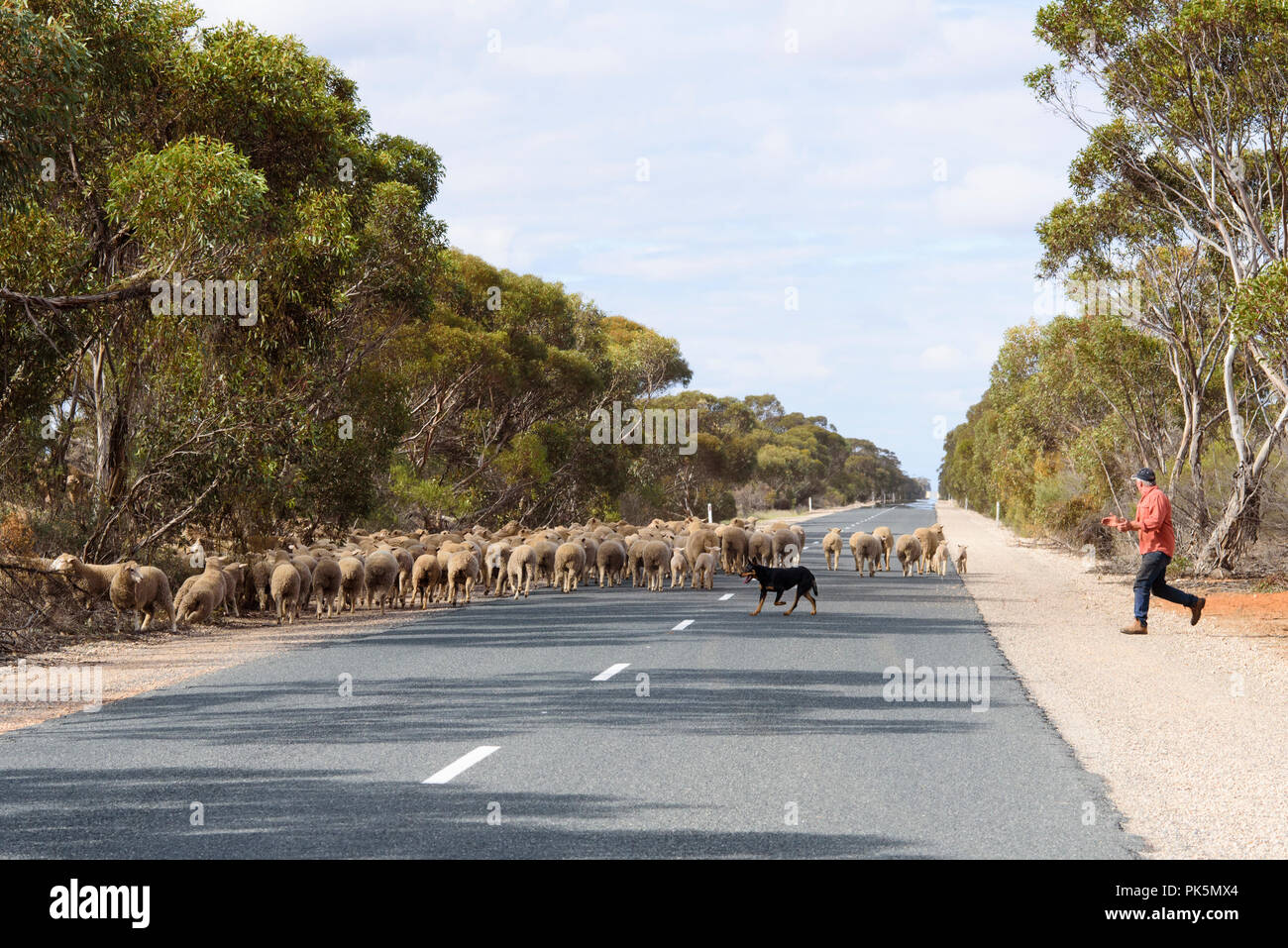 Agriculteur et son chien berger de l'autre côté de la route dans les régions rurales de l'Australie Banque D'Images
