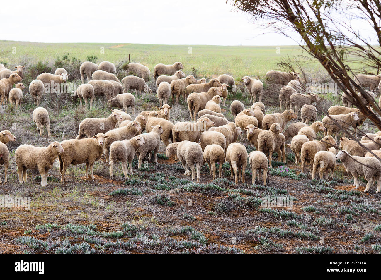 Moutons dans une ferme de l'outback Australie Banque D'Images