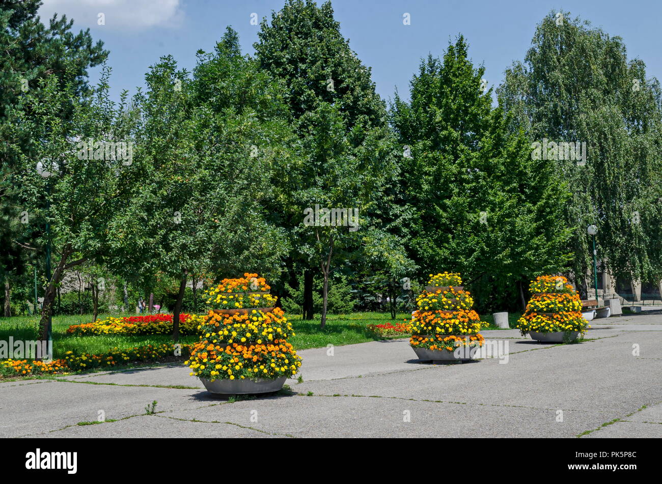 Cascade de fleurs jaunes et orange avec fleurs de Tagetes Tagete dans le parc d'été, Sofia, Bulgarie Banque D'Images