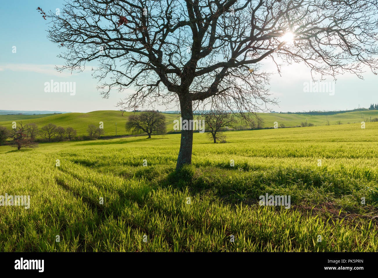 L'arbre solitaire. L'arbre se dresse au milieu du champ. Deux arbres au milieu d'un champ vert. Banque D'Images