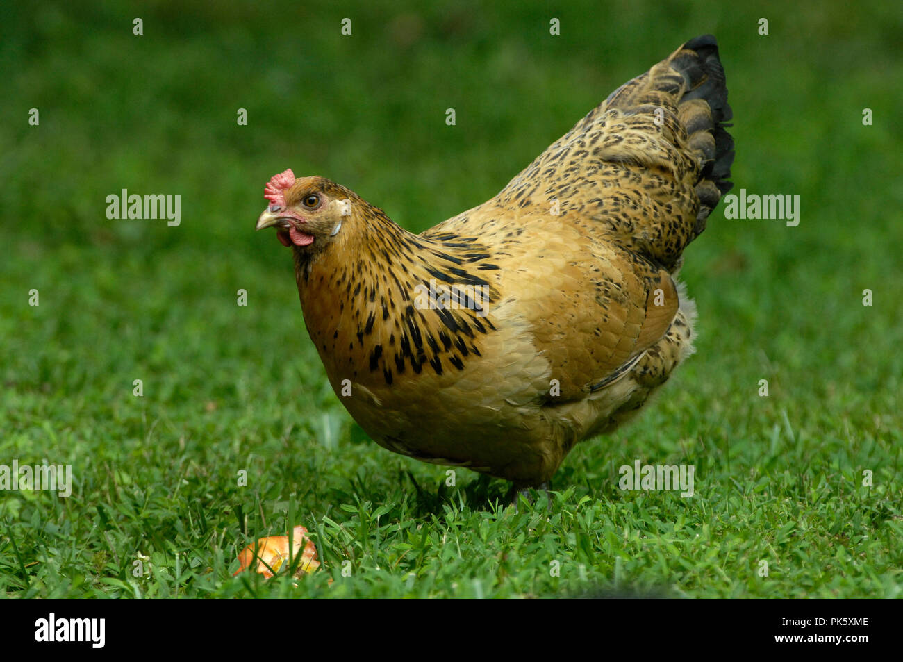 Araucana / Americana. Cette race est le nom de la tribu indienne du Chili, où ils ont été découverts. Banque D'Images