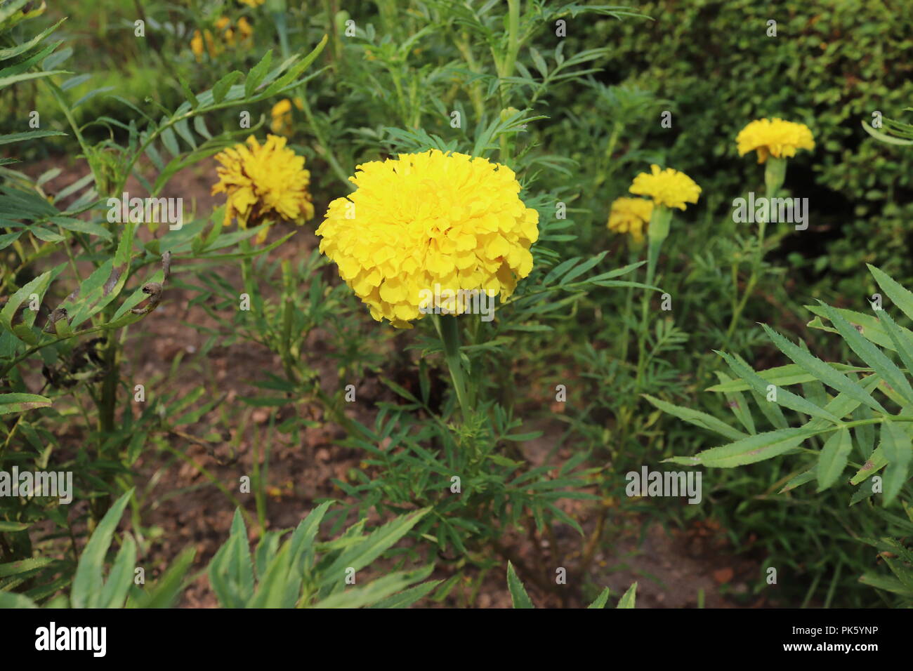 Marigold Flower.couleur jaune des fleurs de ganda.Le Plus Incroyable et beau Regardant dans le soleil jour. Banque D'Images