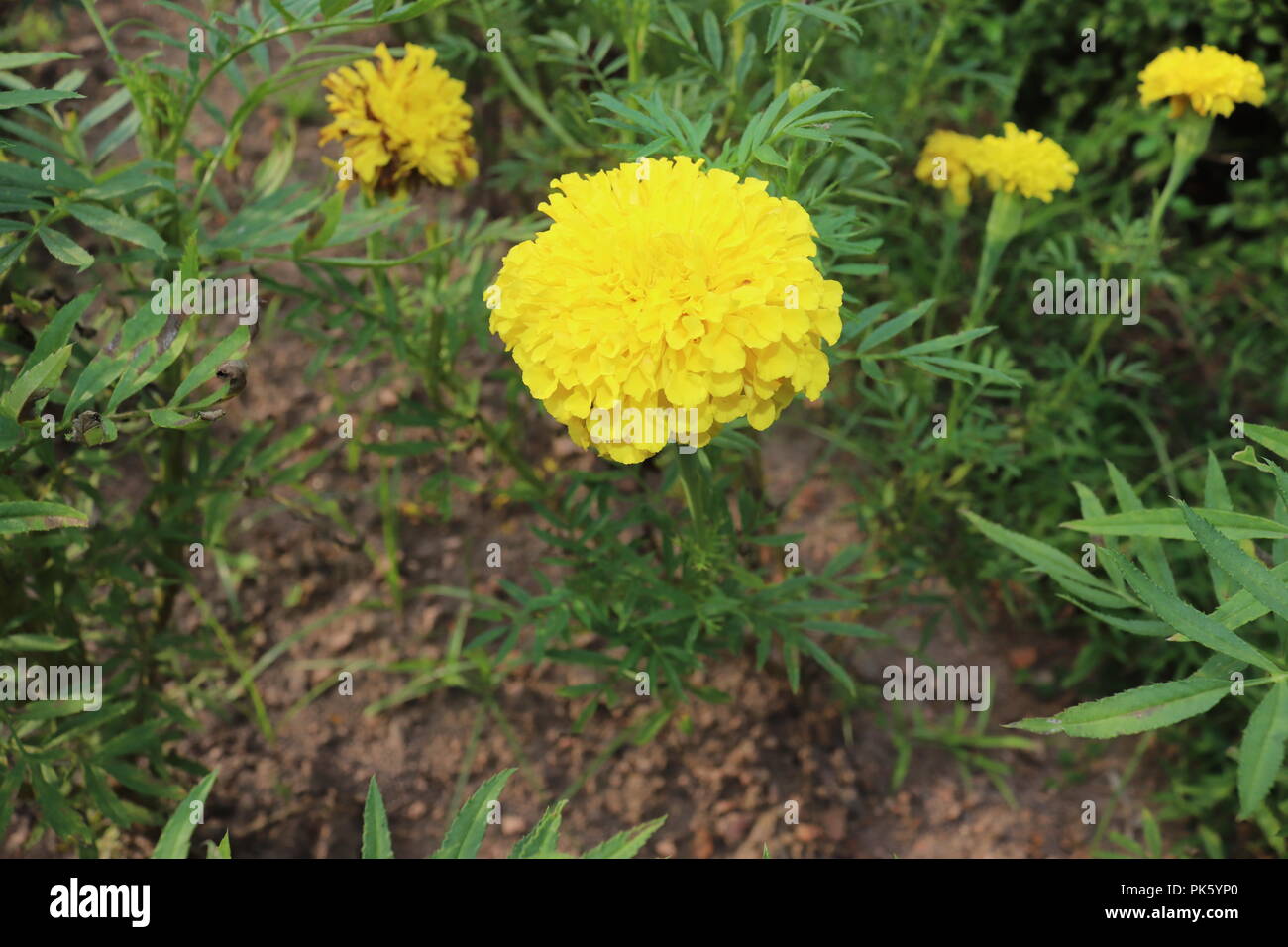 Marigold Flower.couleur jaune des fleurs de ganda.Le Plus Incroyable et beau Regardant dans le soleil jour. Banque D'Images