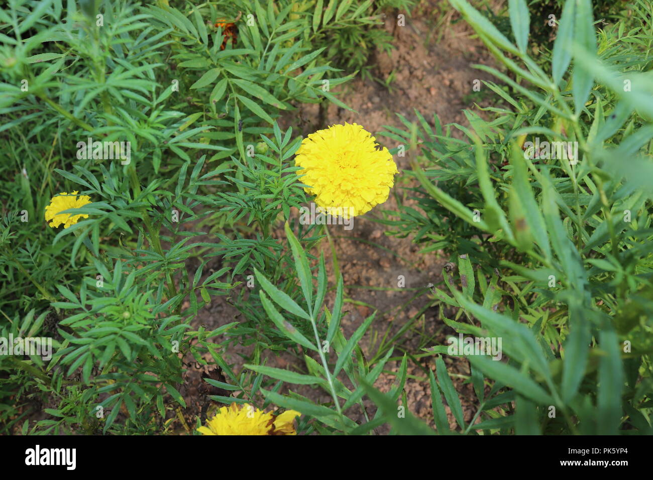 Marigold Flower.couleur jaune des fleurs de ganda.Le Plus Incroyable et beau Regardant dans le soleil jour. Banque D'Images