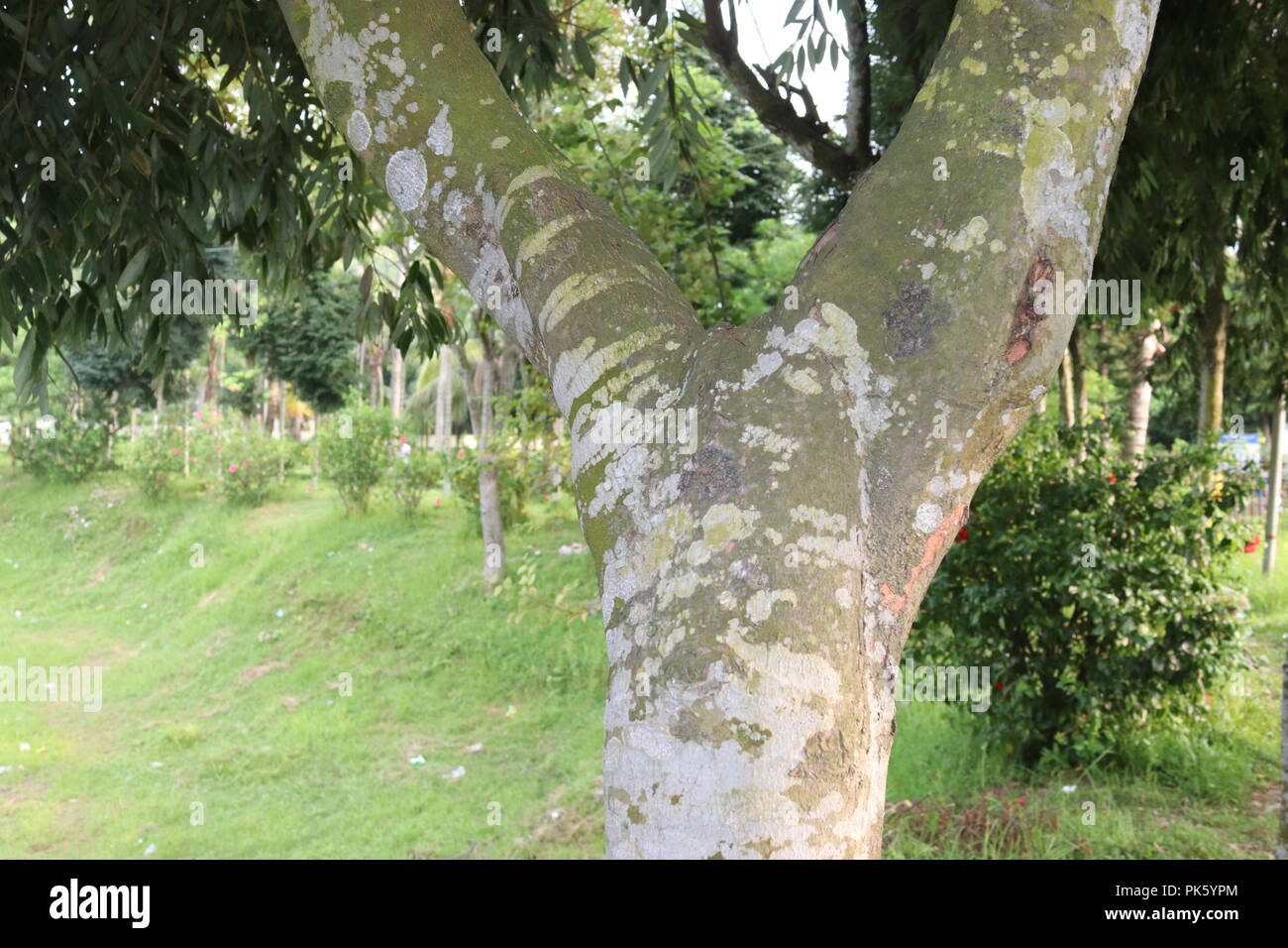 Grandes tiges de plantes.Big Tree, Beau et incroyable paysage dans Sunny Day. Banque D'Images