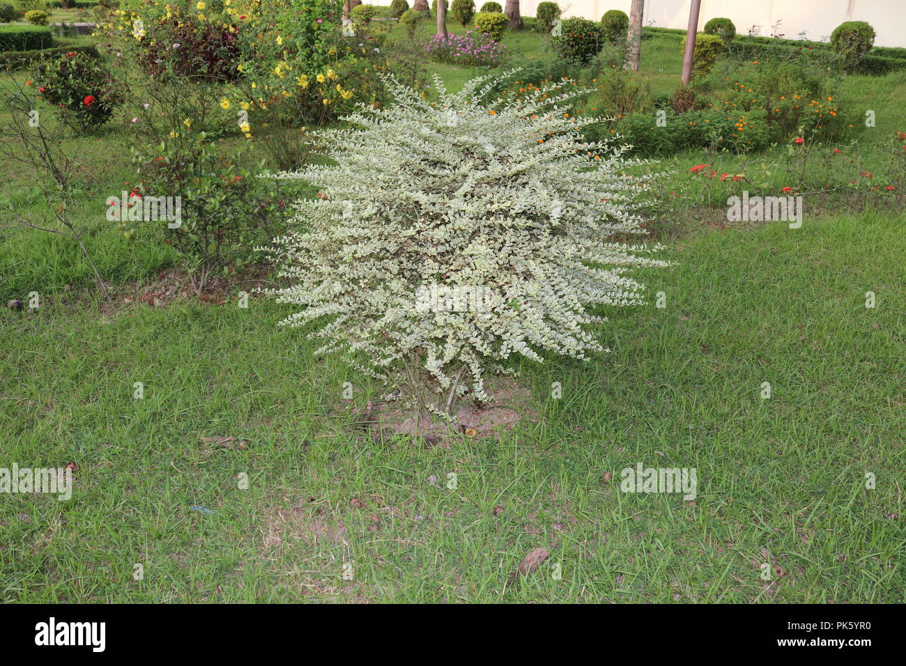 Hedge sculpture.Incredible Garden Hedge Ideas.hedge et sculpture dans le parkNatural Background image.beauty amélioration des arrière-plans d'arbres. Banque D'Images