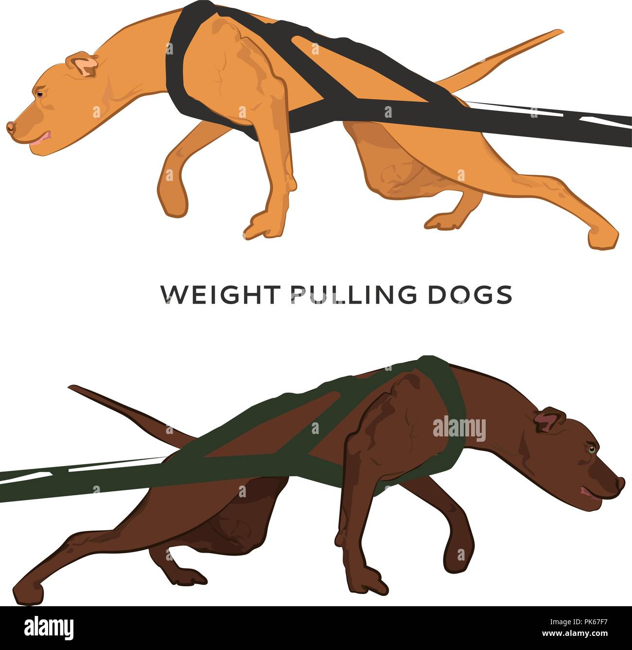 Harnaché pitbulls tirant fort. Dans la formation de chien tirant poids sport. Les chiens tirant poids isolé sur fond blanc. Illustration de Vecteur