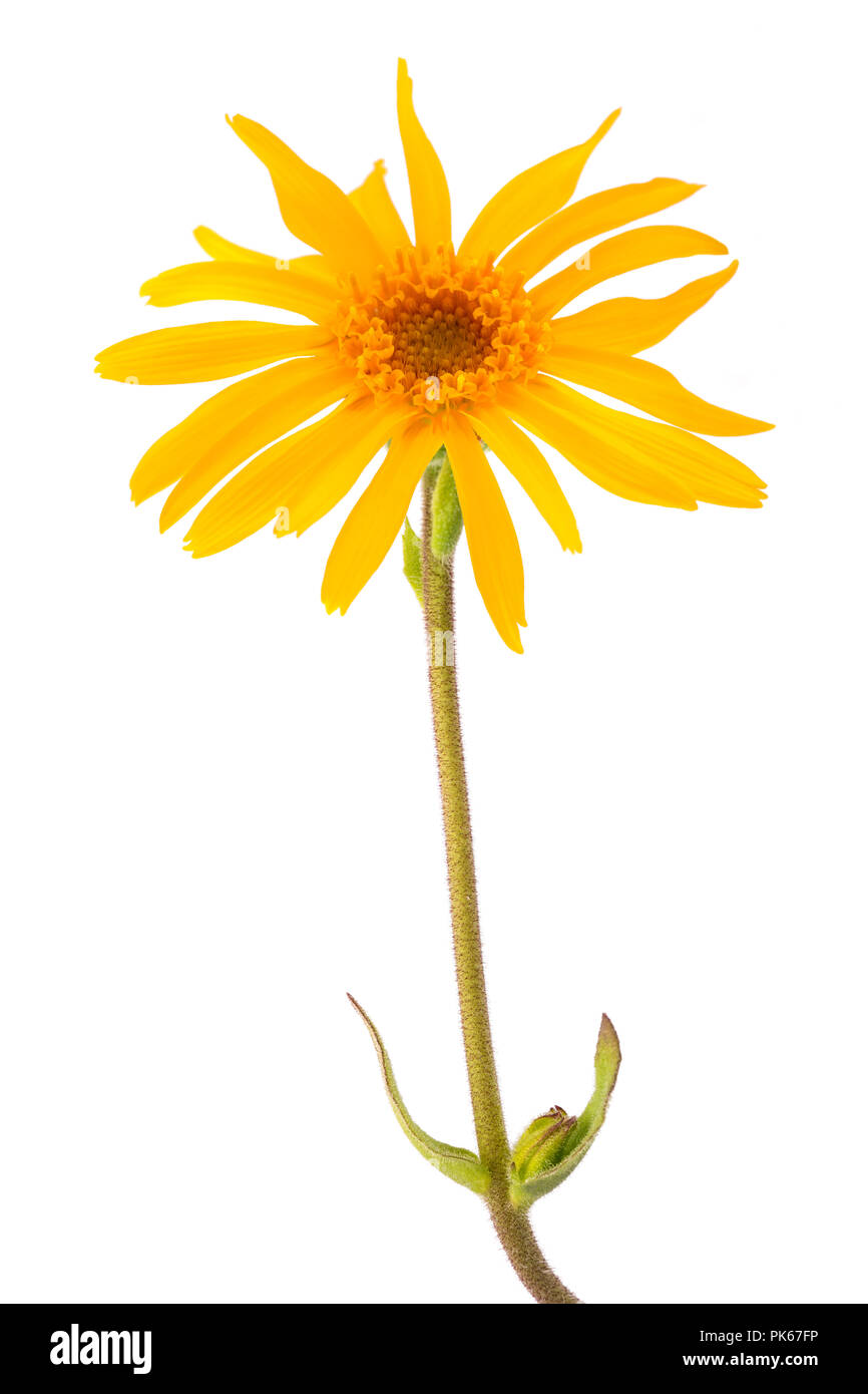Arnica des montagnes flower isolated on white background Banque D'Images