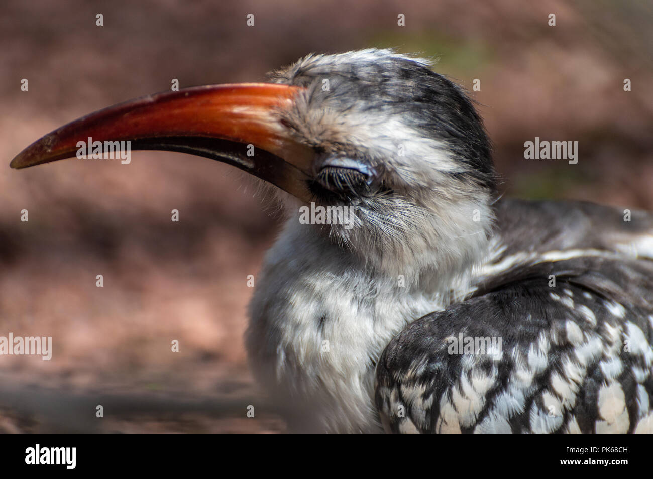 Un gros plan sur une tête de profil von der Decken Hornbill. Banque D'Images