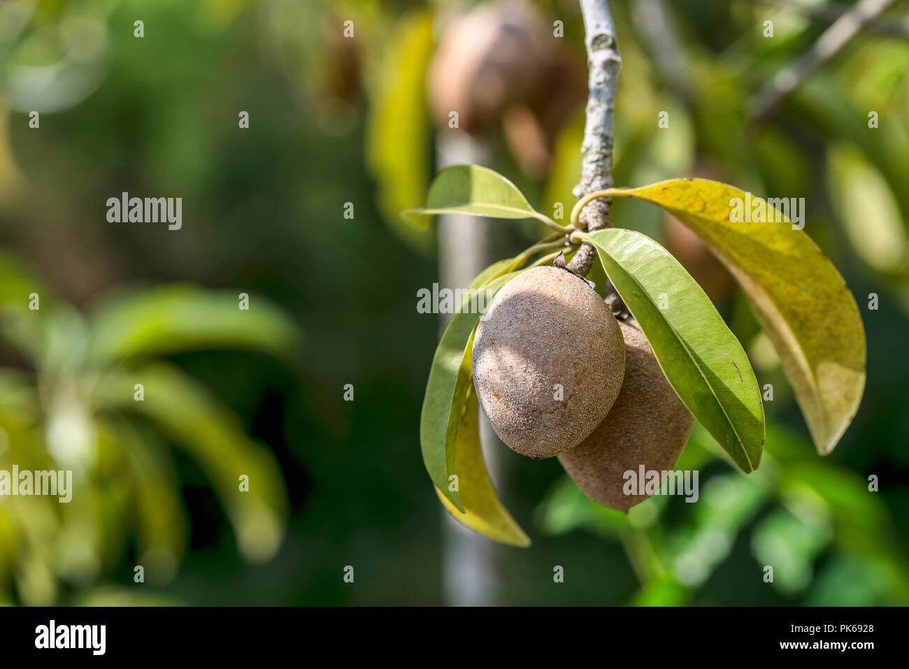 Fruits Sapodilla sur un arbre, Thaïlande Banque D'Images