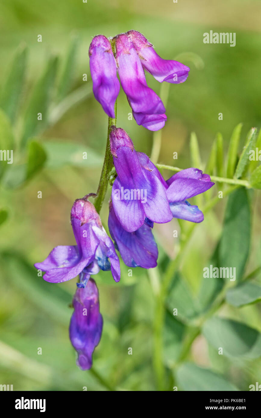 Vesce jargeau (Vicia cracca) Banque D'Images
