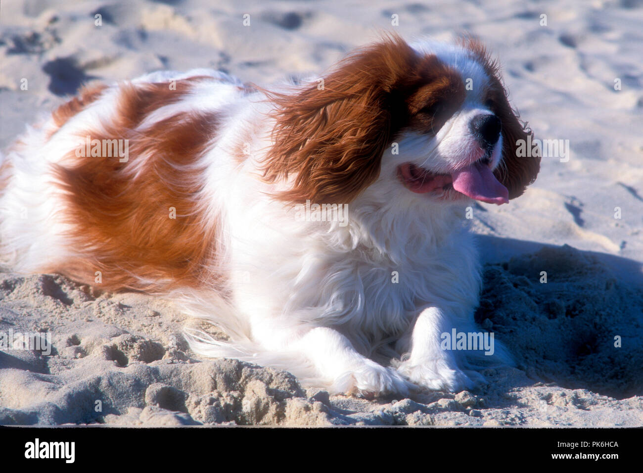 Le King Charles Spaniel (aussi connu sous le nom de English Toy Spaniel) est un petit chien race de l'épagneul type. Bondi Beach, New South Wales, Australie Banque D'Images