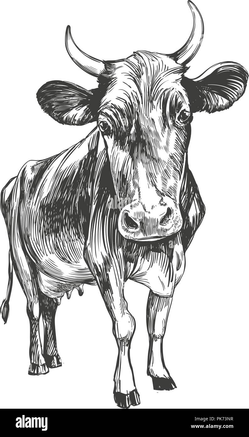 Vache - animal domestique, la main ferme croquis d'illustration vectorielle Illustration de Vecteur