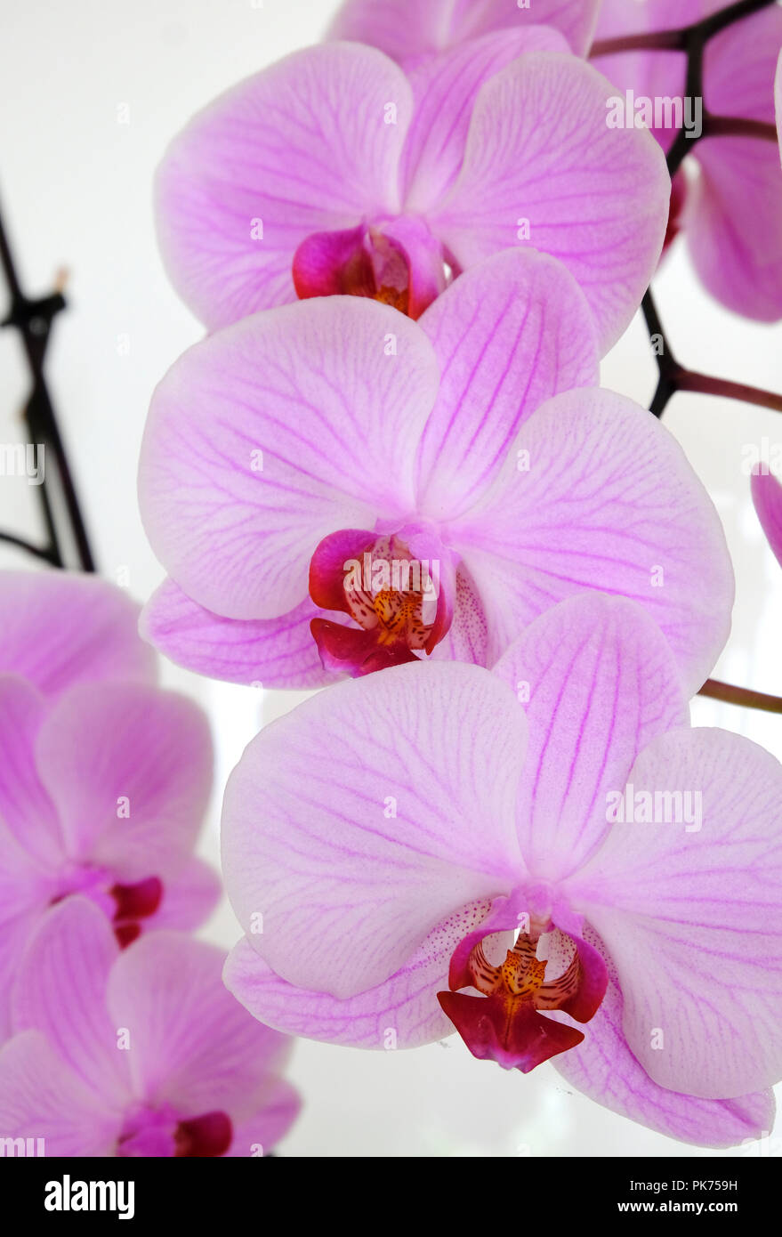 Grandes fleurs de l'Orchidée Papillon Banque D'Images