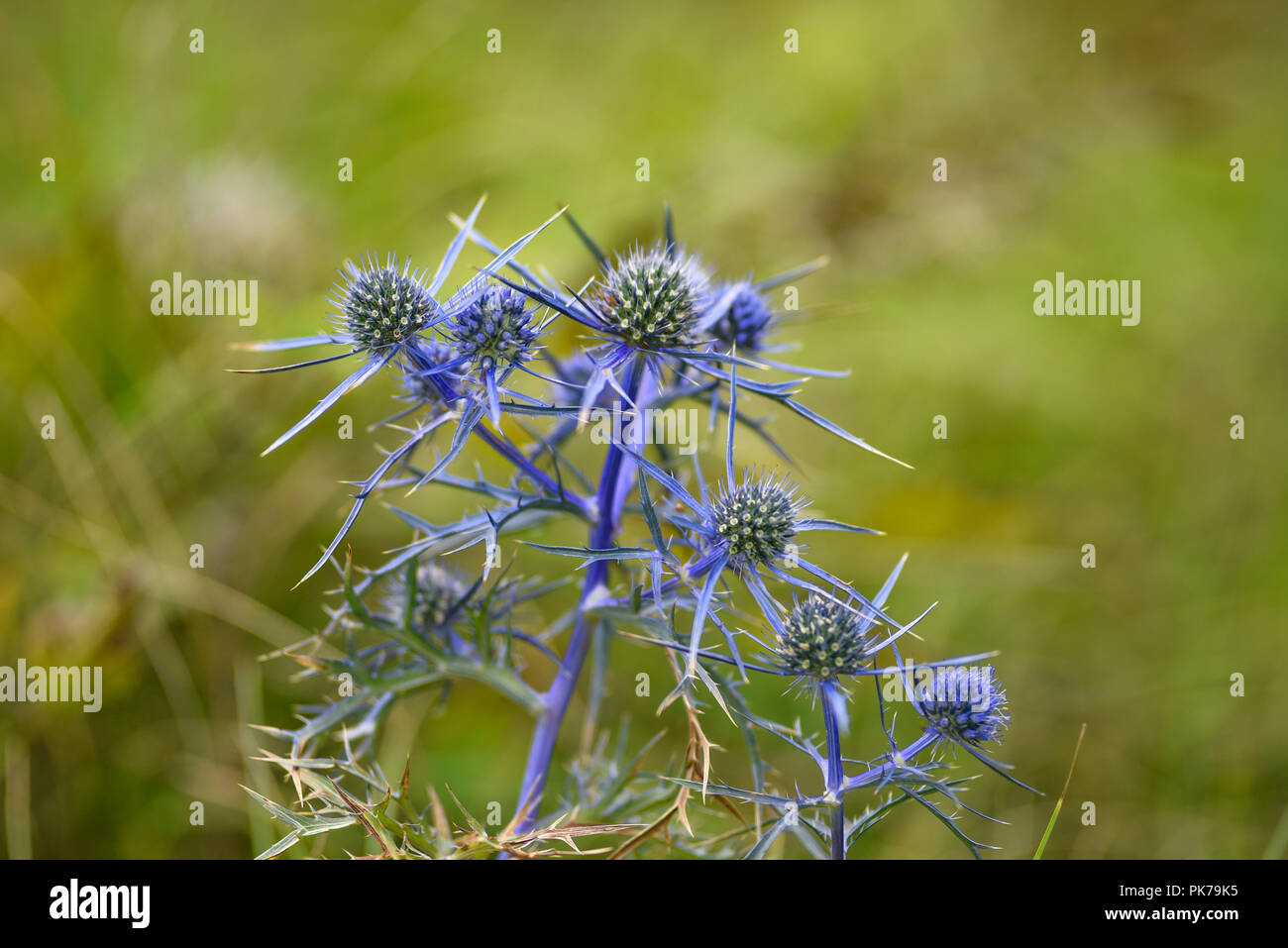 Eryngium planum qui fleurit dans le jardin d'été. Banque D'Images
