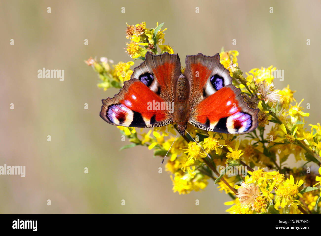 Peacock butterfly est assis sur une branche avec des fleurs jaunes, à l'arrière-plan une lumière arrière-plan flou d'herbe, les ailes sont ouvertes, insecte Banque D'Images