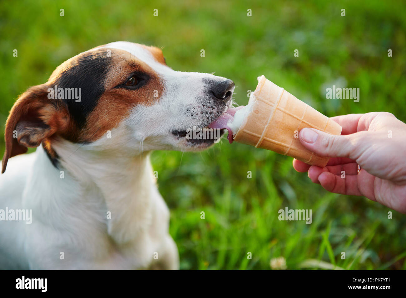 Les petites races de chien Jack Russell Terrier mange la crème glacée Banque D'Images