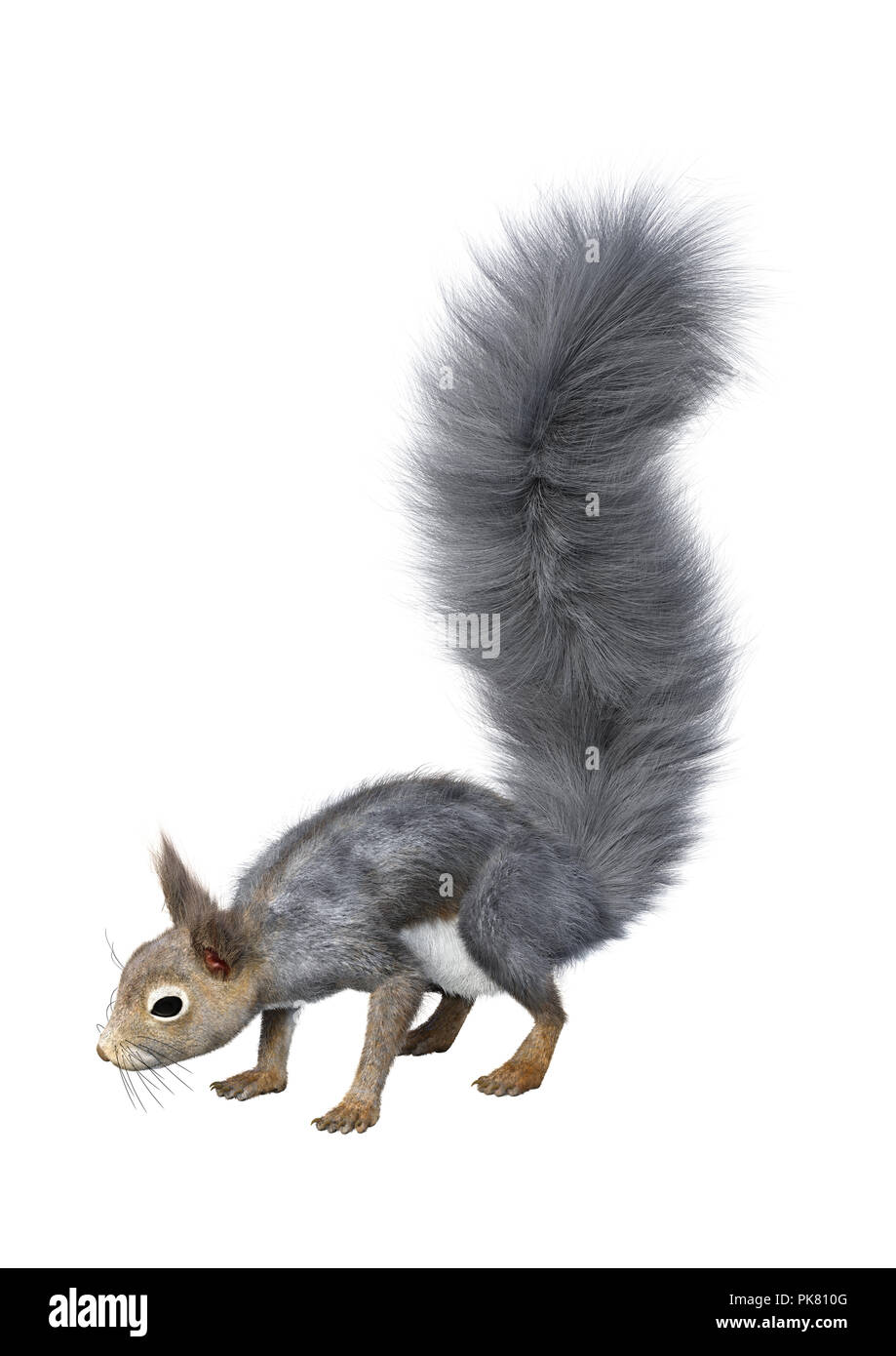 Le rendu 3D d'un écureuil gris isolé sur fond blanc Banque D'Images