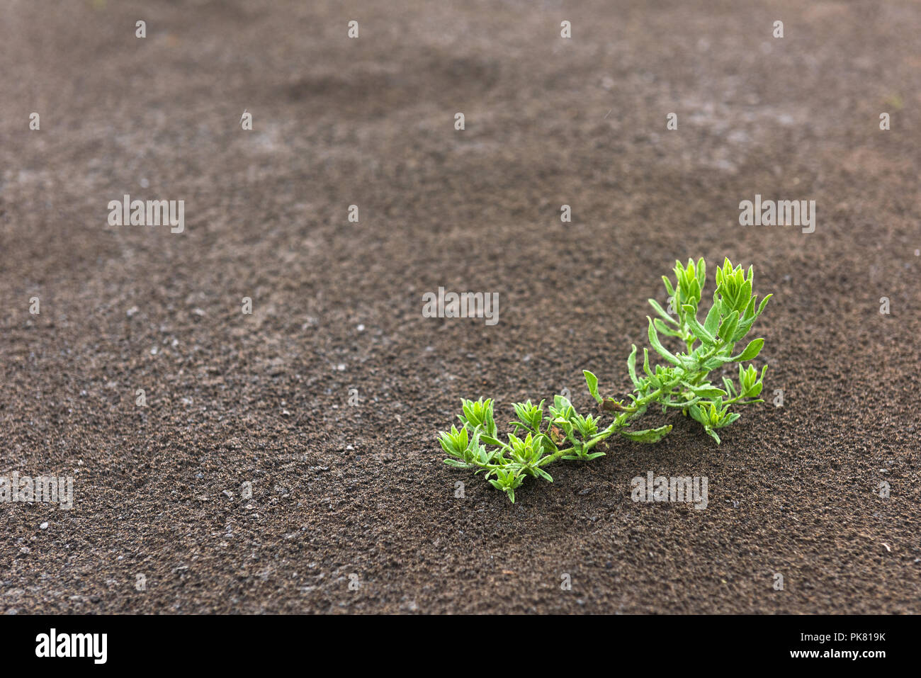 Une jeune pousse verte sur le sable Banque D'Images