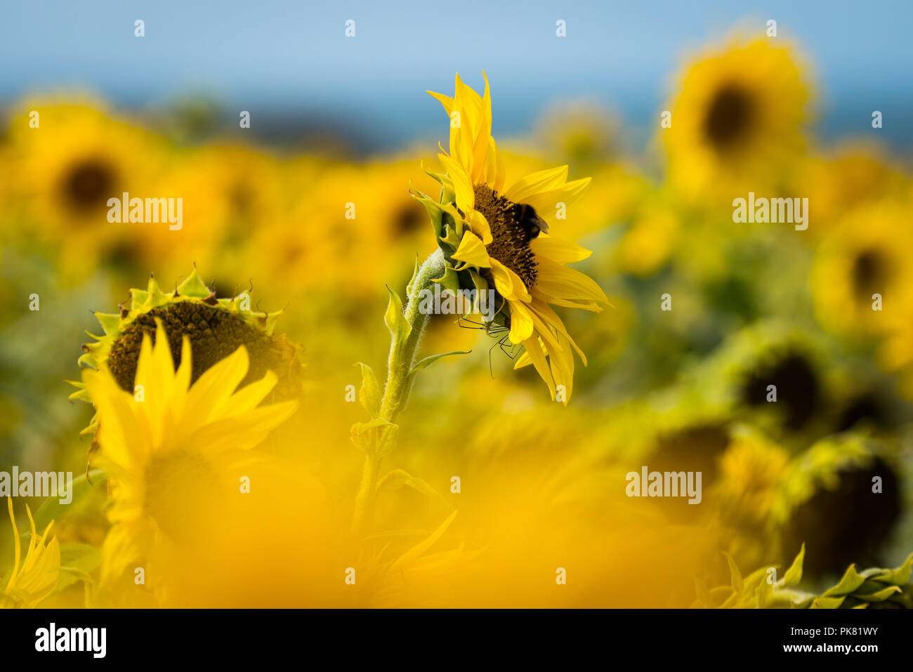 Le tournesol de plus en plus sur la péninsule de Gower par Rhossili Bay sur à la tête des vers, Gower, Pays de Galles, Royaume-Uni Banque D'Images