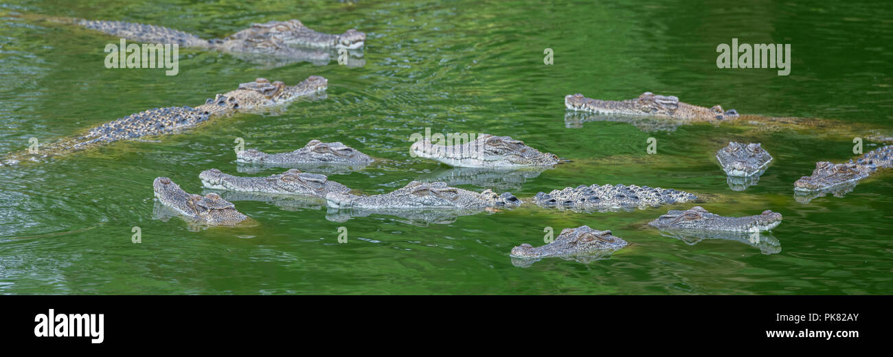 L'Australie, Territoire du Nord. Les jeunes crocodiles d'eau salée aka salés (Crocodylus porosus) dans la rivière. Banque D'Images