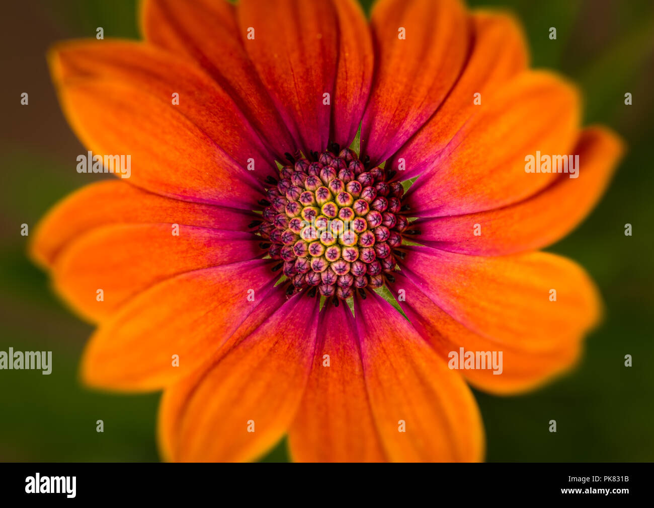Osteospermum 'Serenity Bronze' Bloom Banque D'Images