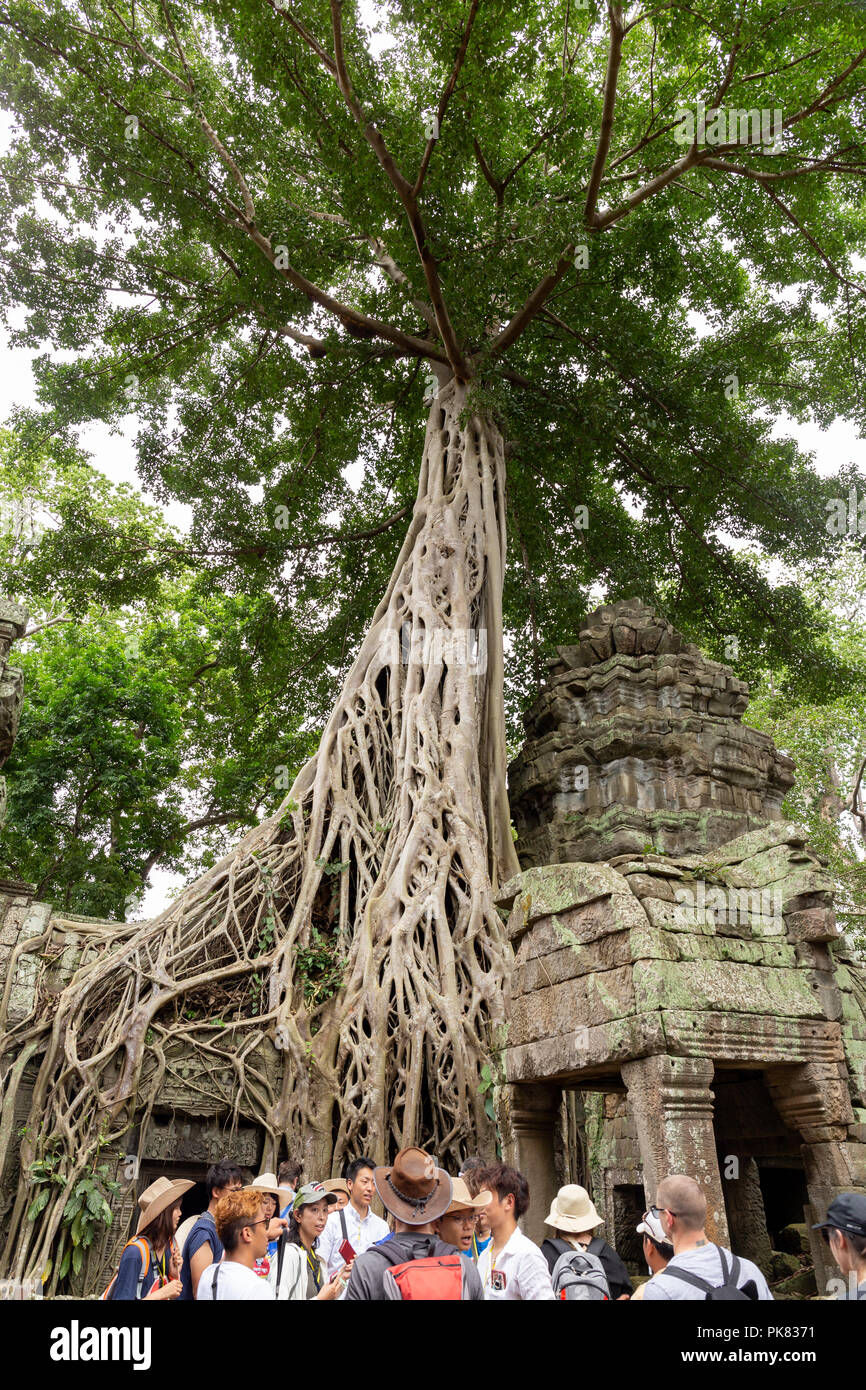 Août : 28 : 2018 - Ta Prohm temple avec des racines d'arbre géant couvrant. Banque D'Images