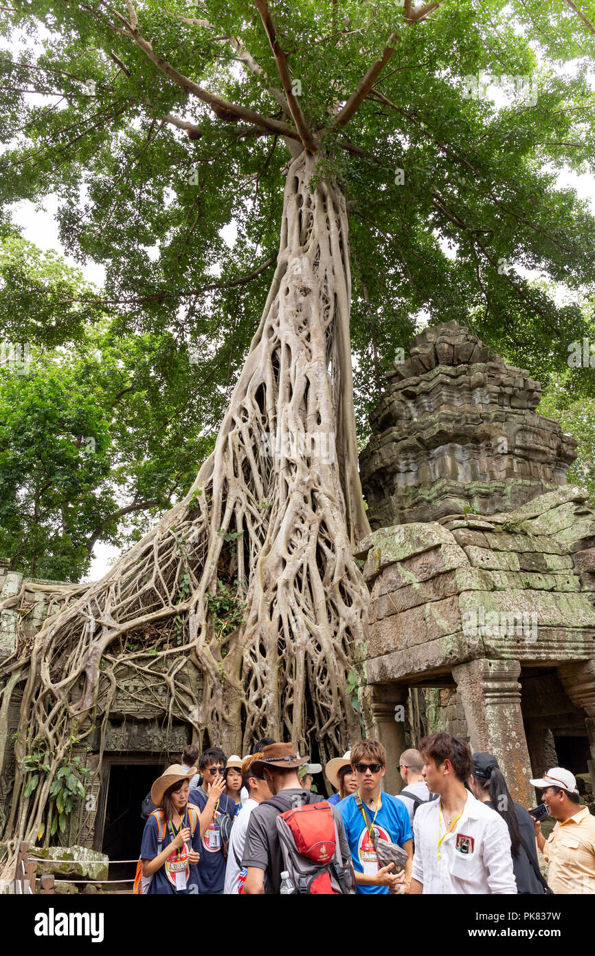 Août : 28 : 2018 - Ta Prohm temple avec des racines d'arbre géant couvrant. Banque D'Images