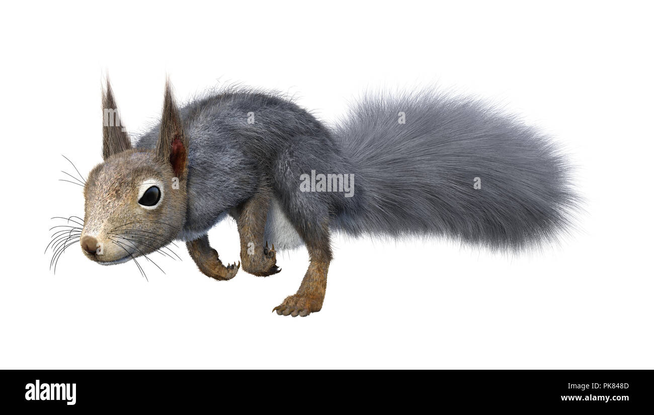Le rendu 3D d'un écureuil gris isolé sur fond blanc Banque D'Images
