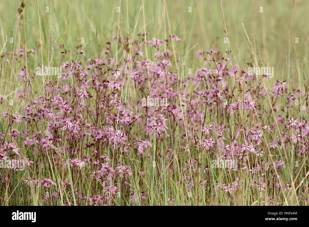 Ragged Robin (Silene flos-cuculi) Banque D'Images