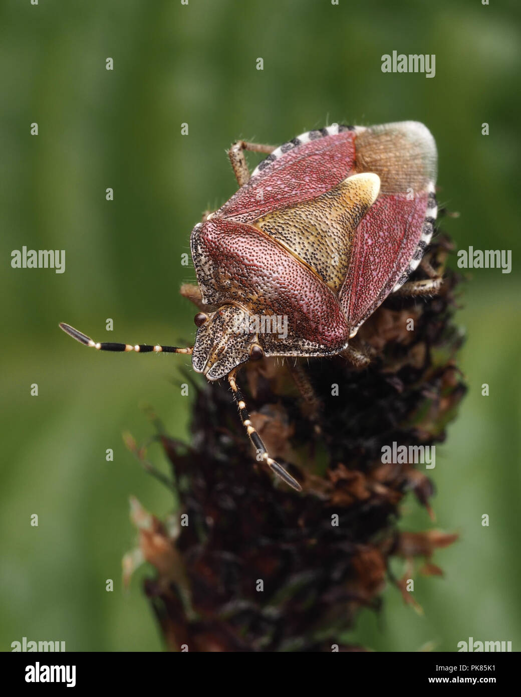 Dolycoris baccarum (Shieldbug poilue) perché au sommet de la tige de plantain. Tipperary, Irlande Banque D'Images