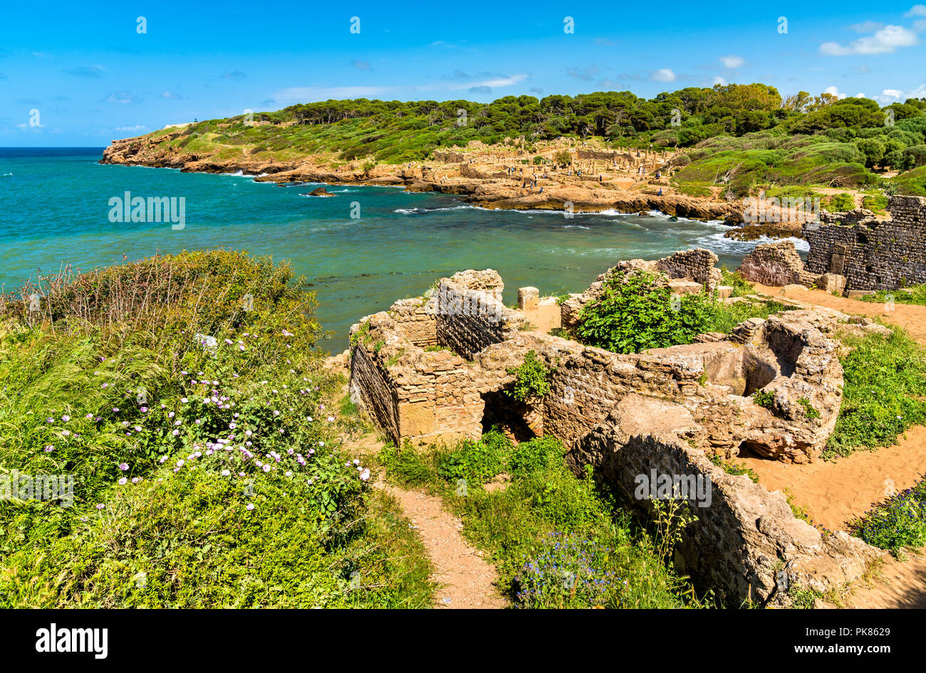 Ruines de Tipasa, un roman colonia en Algérie, l'Afrique du Nord Banque D'Images