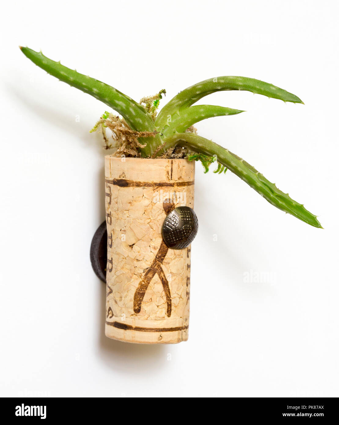 Plantes Succulentes dans un vin bricolage semoir liège attaché à un réfrigérateur par un aimant. Banque D'Images