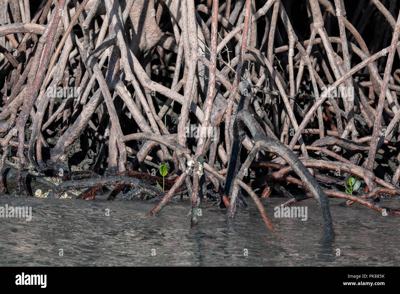 L'Australie, Australie occidentale, Kimberley Coast, Hunter River, Porosus Creek. L'habitat de mangrove rouge (Rhizophora mangle) Détail de système racinaire. Banque D'Images