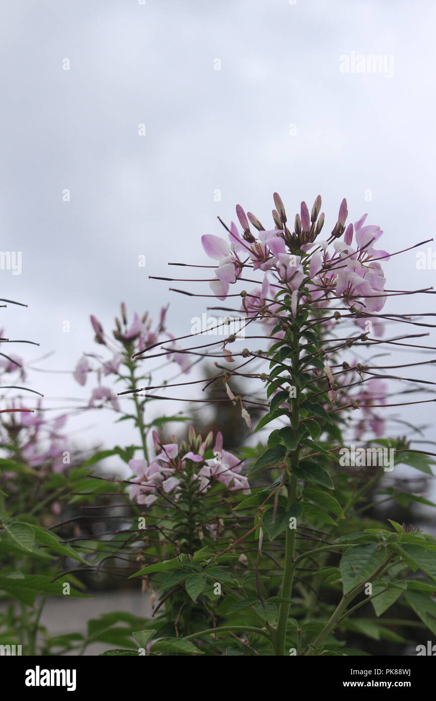 Fleurs violettes dans la ville Banque D'Images