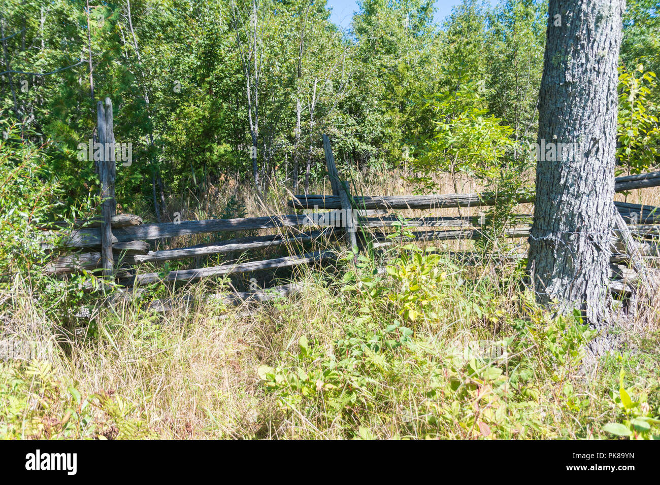 Split envahi par la cedar rail fence ferme sur l'île Manitoulin background Banque D'Images