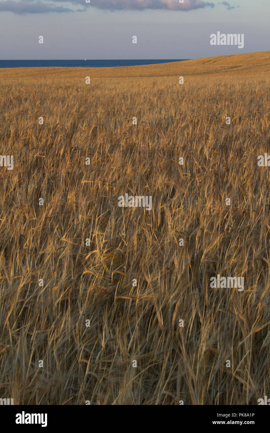 Close up of wheat field dans Jylland, Danemark. Banque D'Images