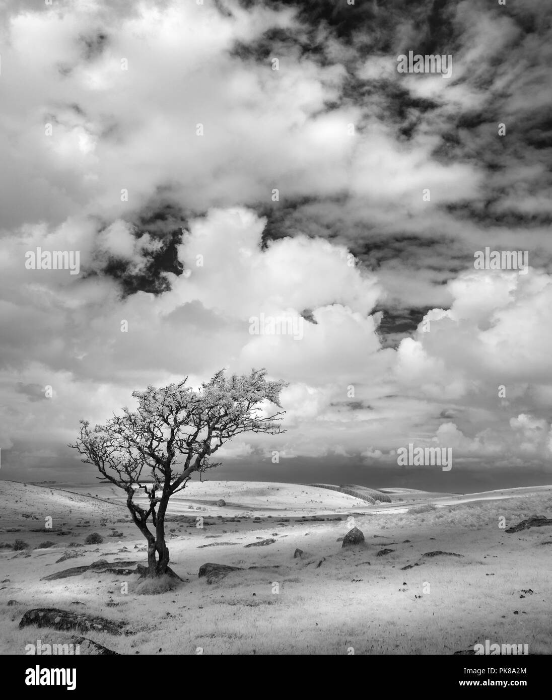 Arbre isolé dans paysage aride, Bodmin Moor, Cornwall, UK Banque D'Images